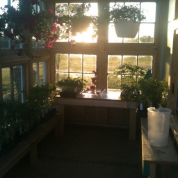 Building a Greenhouse out of Old Windows